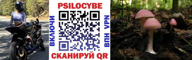 МЕГА tor  Камень-на-Оби  Псилоцибиновые грибы Psilocybine cubensis 